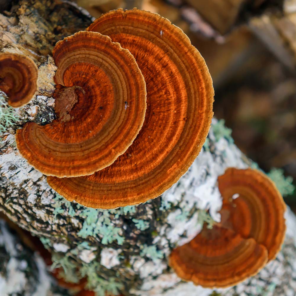 Functional Mushrooms Chaga