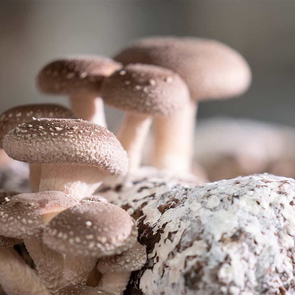 Functional Mushrooms Shiitake